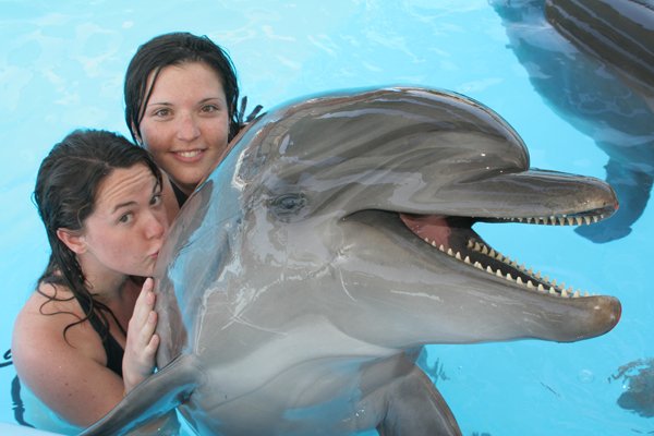 Dolphin Show Sharm 7